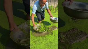 Récolte des loches : Vie rurale et agriculture durable