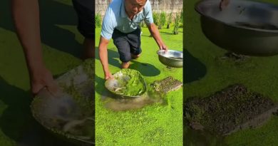 Récolte des loches : Vie rurale et agriculture durable