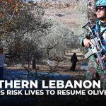 Récolte d'olives au Liban sous surveillance de l'ONU près d'Israël
