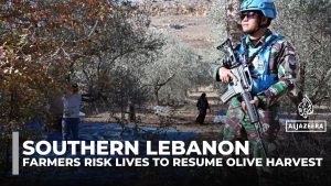 Récolte d'olives au Liban sous surveillance de l'ONU près d'Israël