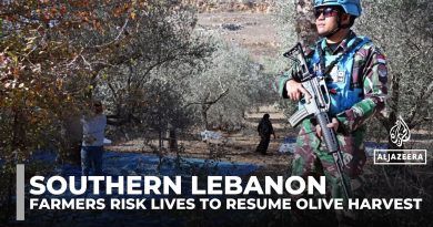 Récolte d'olives au Liban sous surveillance de l'ONU près d'Israël