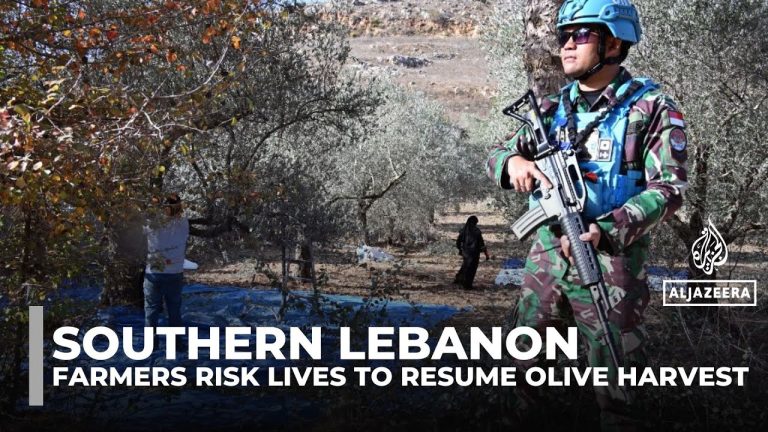 Récolte d'olives au Liban sous surveillance de l'ONU près d'Israël