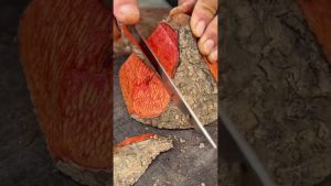 Récolte en milieu rural : Vie agricole et jardinage