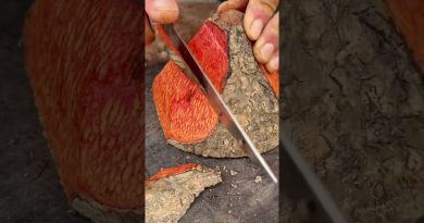 Récolte en milieu rural : Vie agricole et jardinage