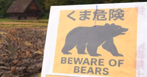 Record de morts dues aux attaques d’ours au Japon : “L’angoisse est chaque jour un peu plus forte”