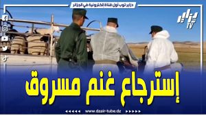 Récupération de 13 moutons volés : 5 arrestations à Tébessa