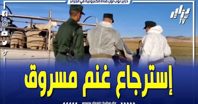 Récupération de 13 moutons volés : 5 arrestations à Tébessa