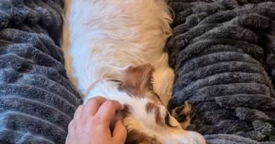 Refuge de Caldaniccia