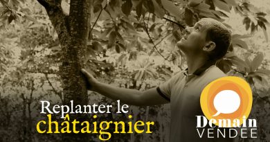 Replanter le châtaignier : vers une filière castanéicole locale