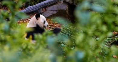 Retour en Chine: la France perd son unique couple de pandas