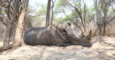 Rhinocéros, anguilles et requins au coeur d'une conférence sur la vie sauvage