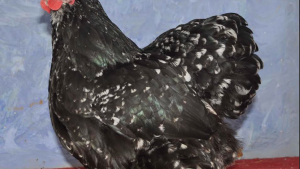 Rodez. Les aviculteurs dans les starting-blocks pour l’expo avicole