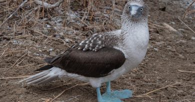 La Réunion, volcano, Piton de la Fournaise, beach, mountain, waterfall, forest, Creole