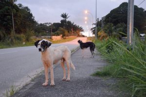 Saint-Martin : la fourrière animale rouvre pour une campagne de capture de chiens errants