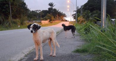 Saint-Martin : la fourrière animale rouvre pour une campagne de capture de chiens errants