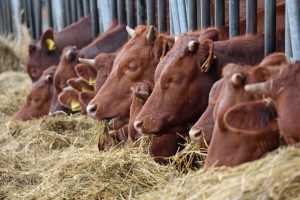 Saisie record de 800 bovins retirés pour mauvais traitement et négligence, l'exploitant va être entendu