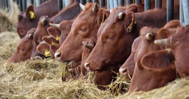 Saisie record de 800 bovins retirés pour mauvais traitement et négligence, l'exploitant va être entendu