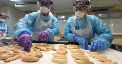 Saisie record de cornes de rhinocéros à Singapour