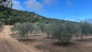 illustration agrandir l