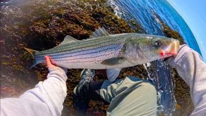 Saison de pointe pour le bar rayé : attrapez les gros !