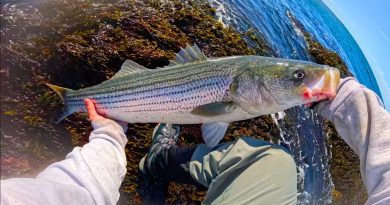Saison de pointe pour le bar rayé : attrapez les gros !
