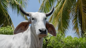 Salon de l'Agriculture 2026 : Biguine la vache Martiniquaise à la conquête de l'Hexagone