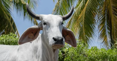 Salon de l'Agriculture 2026 : Biguine la vache Martiniquaise à la conquête de l'Hexagone