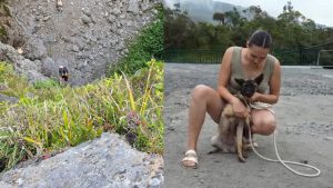 Sauvetage à la Plaine-des-Palmistes : une jeune malinoise sortie d’une ravine grâce aux cordistes