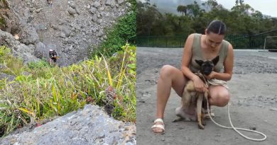 Sauvetage à la Plaine-des-Palmistes : une jeune malinoise sortie d’une ravine grâce aux cordistes