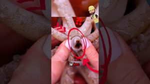 Secrets de fruits de mer que les chefs cachent !