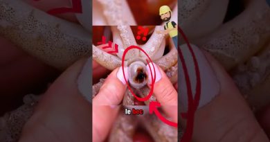 Secrets de fruits de mer que les chefs cachent !