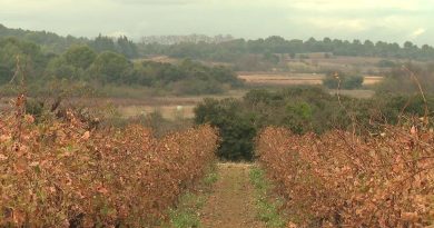 "Si les annonces de l'Etat ne sont pas au rendez-vous, cela amènera à des choses que nous ne souhaitons pas", menace la filière viticole avant l'inauguration du salon SITEVI