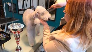 « Si ma chienne gagne… » : Émilie, 35 ans, fait partie des meilleures toiletteuses de France