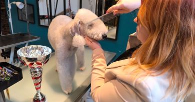 « Si ma chienne gagne… » : Émilie, 35 ans, fait partie des meilleures toiletteuses de France