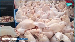 Sidi Bel Abbès : 200 poules impropres à la consommation saisies
