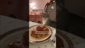 Sora : un réseau social vidéo IA inspiré de TikTok