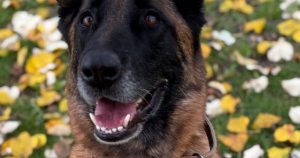 Strasbourg. SPA : trouvée attachée et muselée dans la rue, la chienne Prune, 6 ans, attend sa nouvelle famille