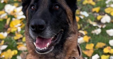 Strasbourg. SPA : trouvée attachée et muselée dans la rue, la chienne Prune, 6 ans, attend sa nouvelle famille