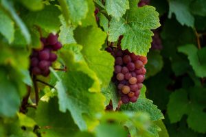 Grand Est, Strasbourg, Reims, vineyard, Alsace, Vosges, forest, cathedral, village