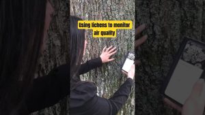 Surveillez la qualité de l'air grâce aux lichens !