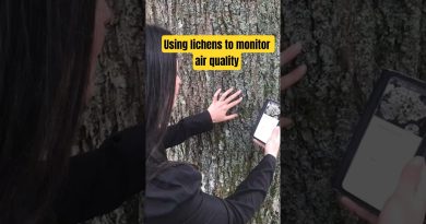 Surveillez la qualité de l'air grâce aux lichens !