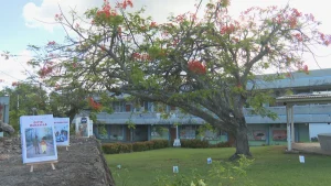 TERRE D'ECRITURE. Nicole Cage, "Cette maman-là" et "Confidientiel" (Caraïbéditions)