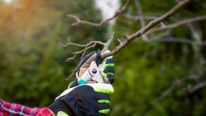 Taille des arbustes : doit-on la faire ou pas à l'automne ? - ICI