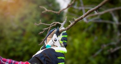 Taille des arbustes : doit-on la faire ou pas à l'automne ? - ICI