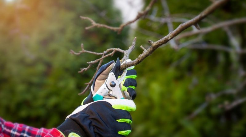 Taille des arbustes : doit-on la faire ou pas à l'automne ? - ICI