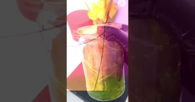 Thé Détox Maison : Purifiez Vos Reins Naturellement !