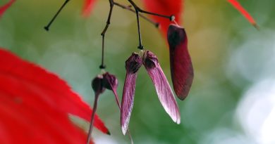 Canada, nature, mountains, Niagara Falls, Northern Lights, maple leaf, cityscape