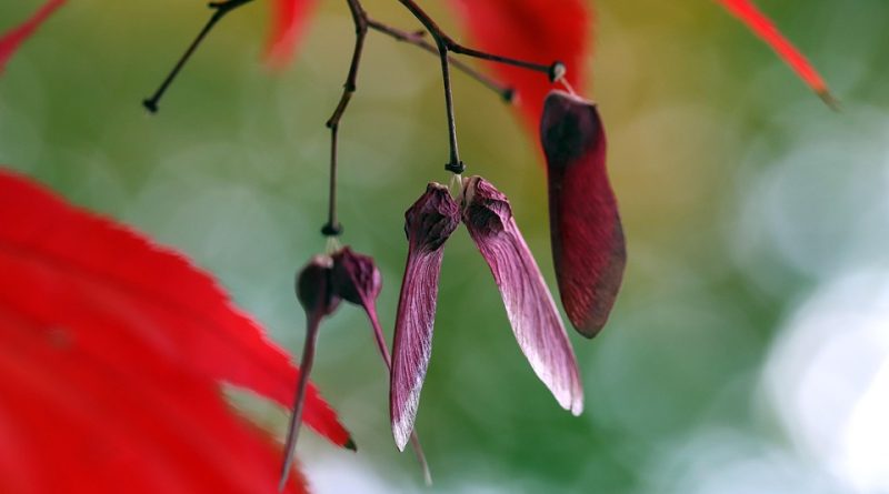 Canada, nature, mountains, Niagara Falls, Northern Lights, maple leaf, cityscape
