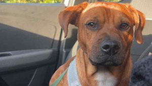 Tobby, le compagnon parfait pour une famille active et calme ! - ICI