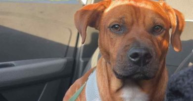 Tobby, le compagnon parfait pour une famille active et calme ! - ICI